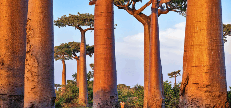 Baobabolja – En uråldrig skönhetshemlighet från Afrikas livsträd Baobabolja – En uråldrig skönhetshemlighet från Afrikas livsträd