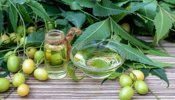 Neemolja – Naturens kraftfulla elixir för hud, hår och trädgård Neemolja – Naturens kraftfulla elixir för hud, hår och trädgård